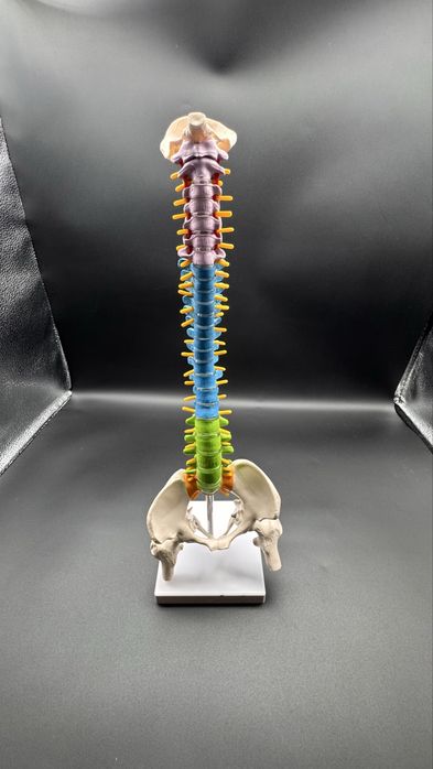 Anotomik mulyaj maket model.Анотомические муляжи макеты модели