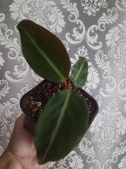 Пеперомия Строманта