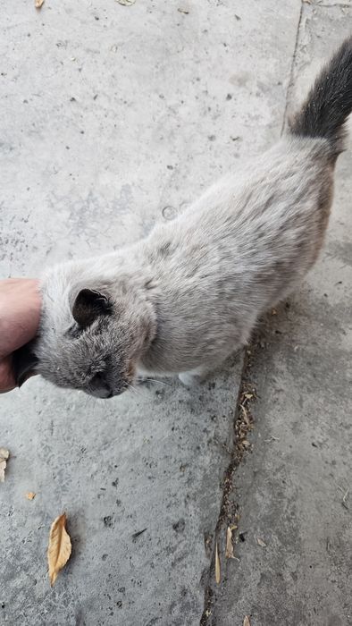 Отдам сиамскую кошку