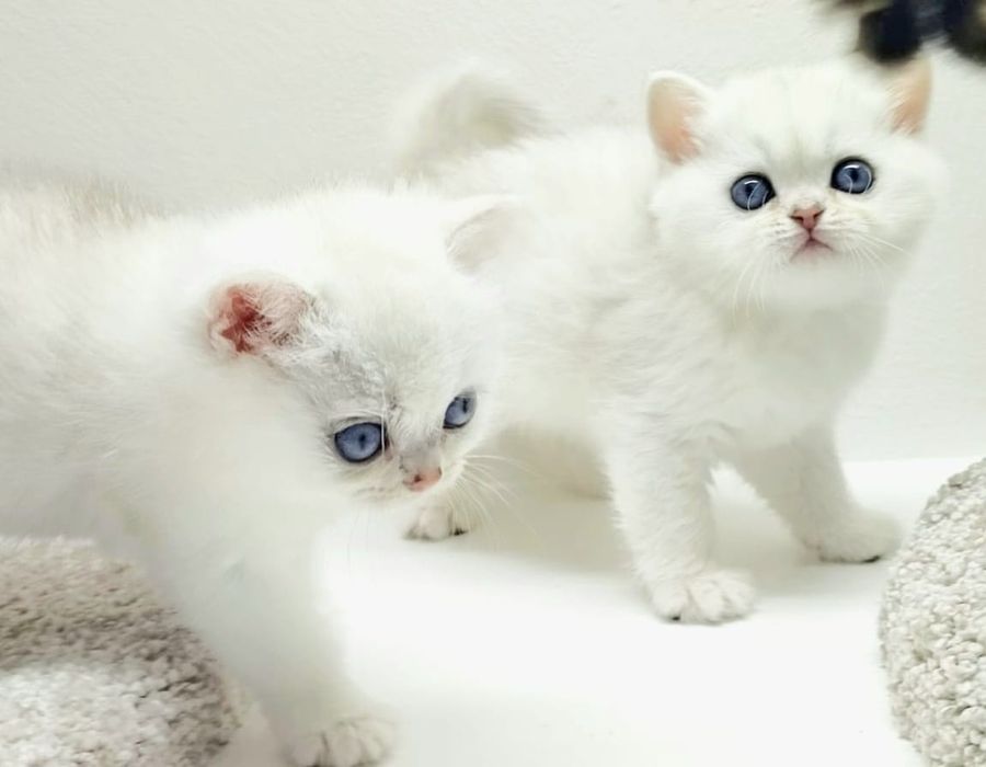 Британские коТята