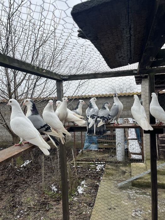 Porumbei de zbor la înălțime