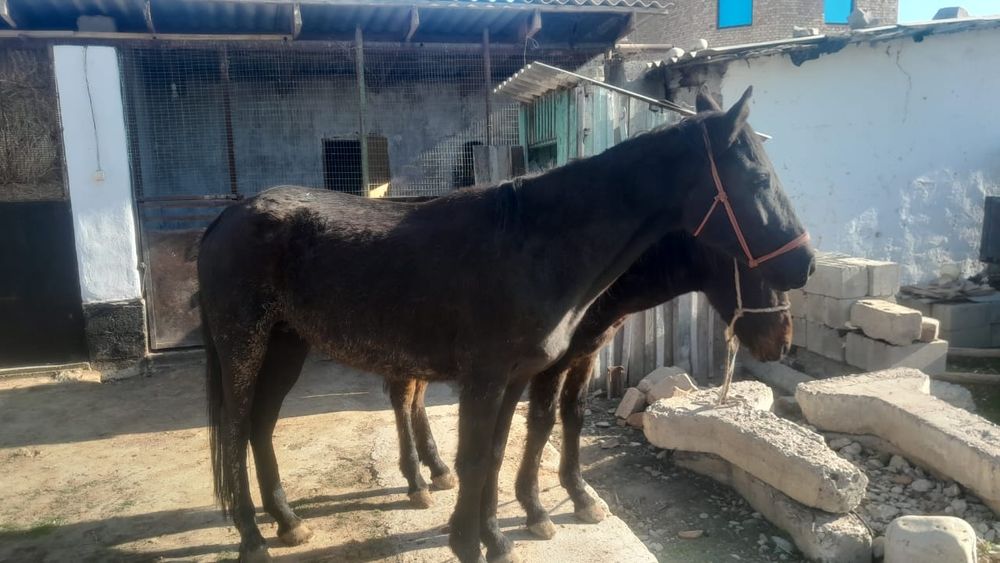 Бие жабағысымен сатылады