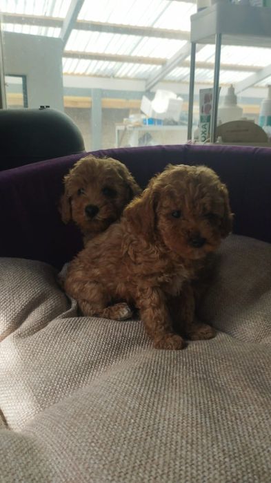 Продам щенков той пуделя