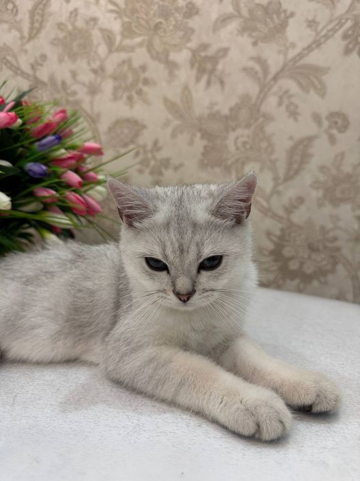 Шотландская шиншилла