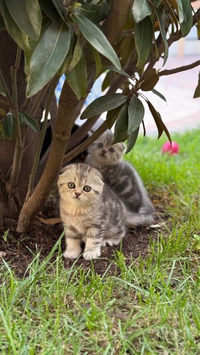 Котята чистокровные, Skotish fold mushukchalari, Шиншила фолд,