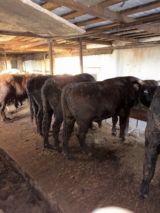 Продаются бычки с откорма