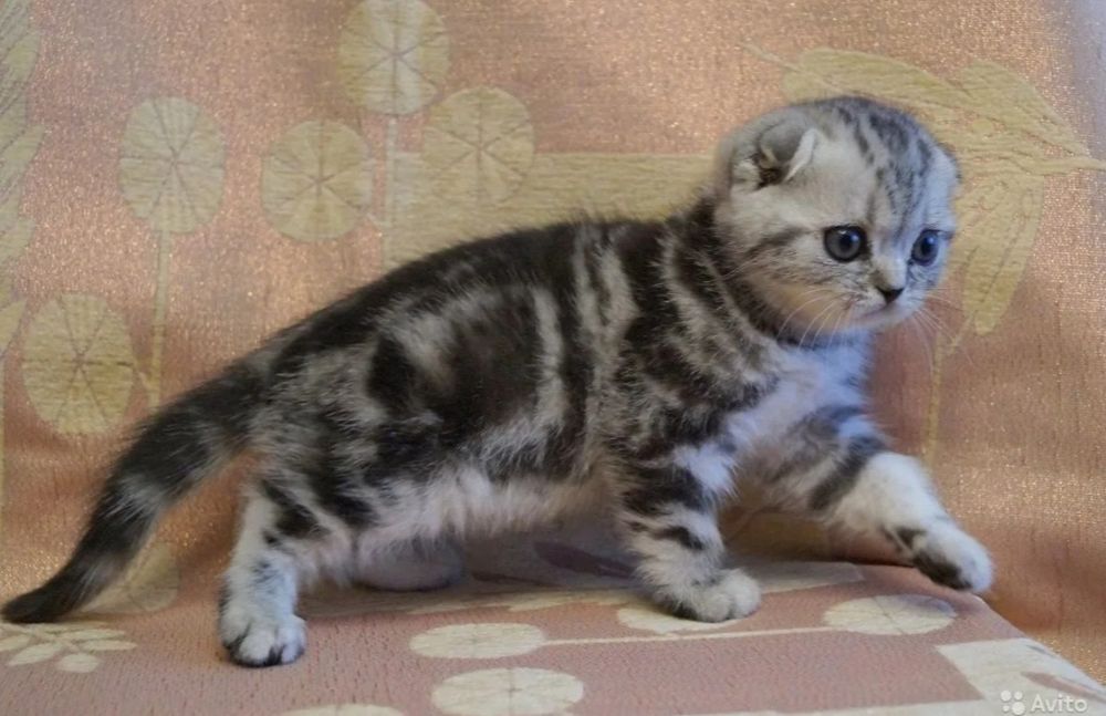 Шотланские котята