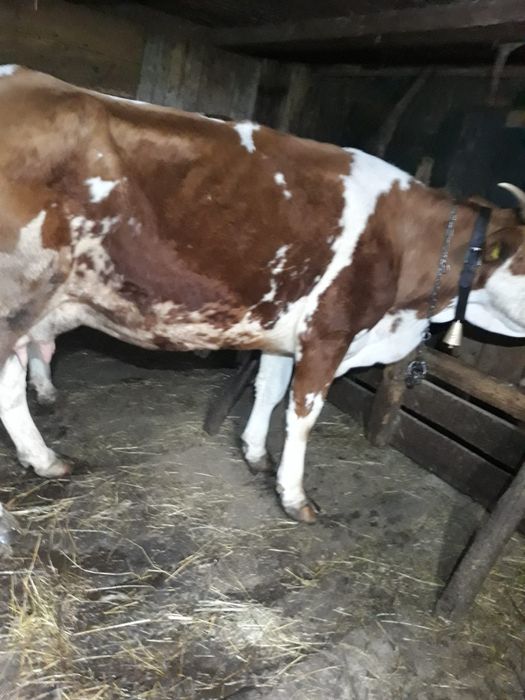 Vând vacă de 6 ani in comuna Sohodol jud. Alba