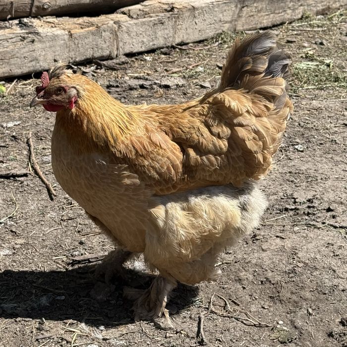 Продаются куры домашние