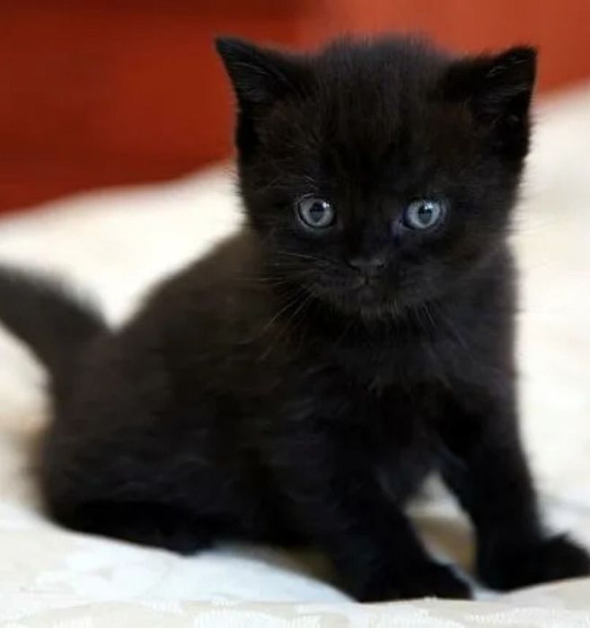 British Black jucaus