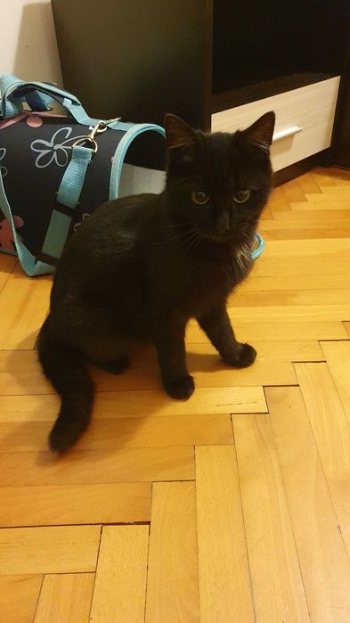 Черна котка на 6 мес. търси дом