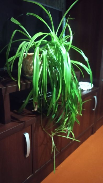 Цветок Хлорофитум.60 000 сум