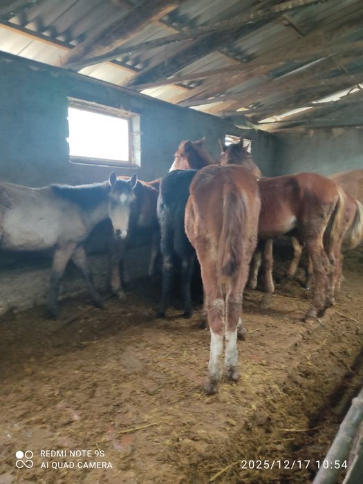 2 бас тай сатылады срочна