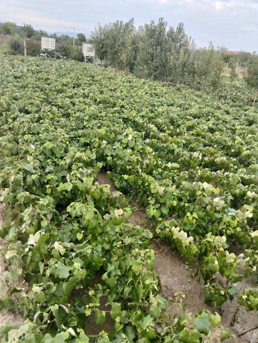 Vie Nova Alba si Ananas