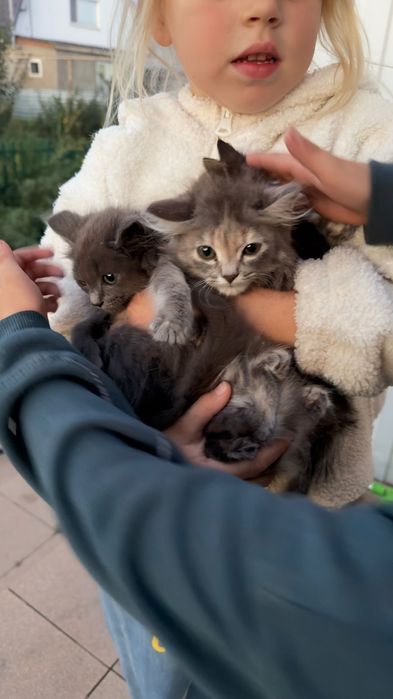 Отдам котят в добрые руки