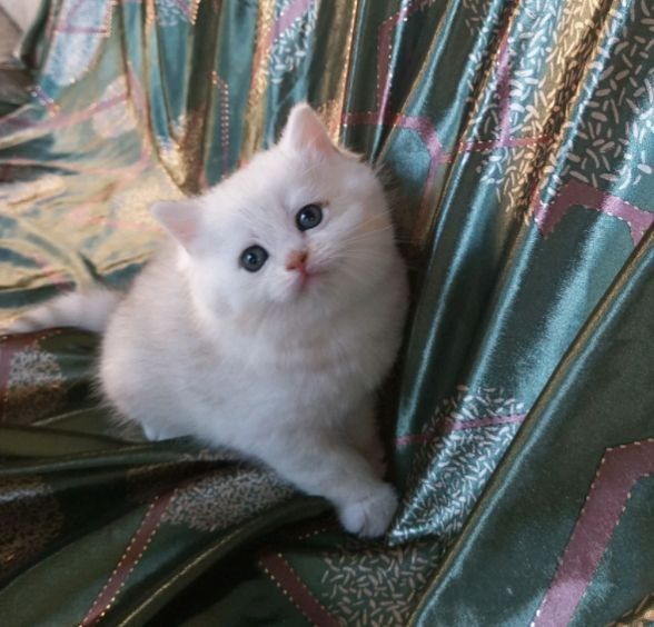 Вязка красивого кота