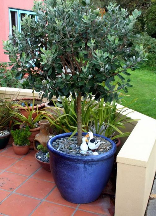 Продается Фейхоа!