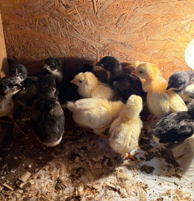 Pui sussex hd si jersey gigant