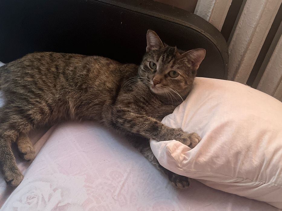 Милая кошечка Лия