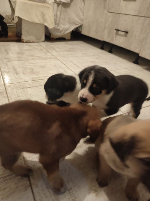 Щенки , бесплатно