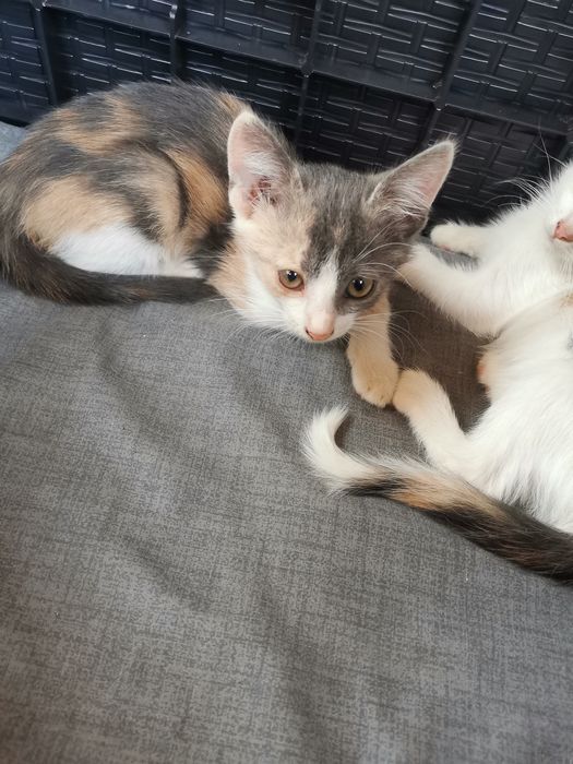 4 pisicuțe spre adopție