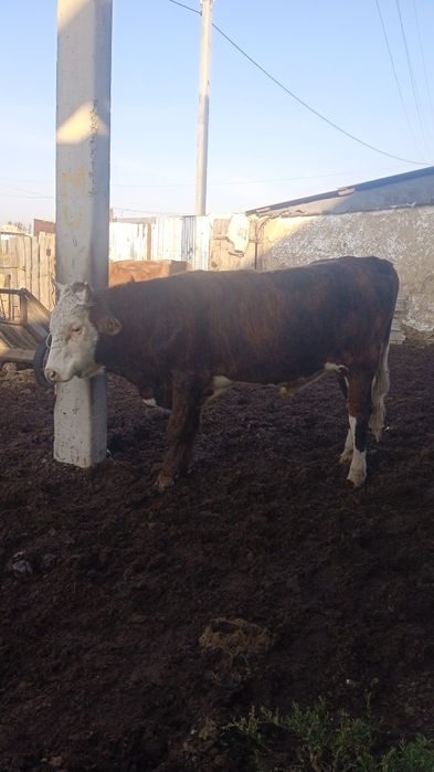 Бык сементал 2-х годовалый