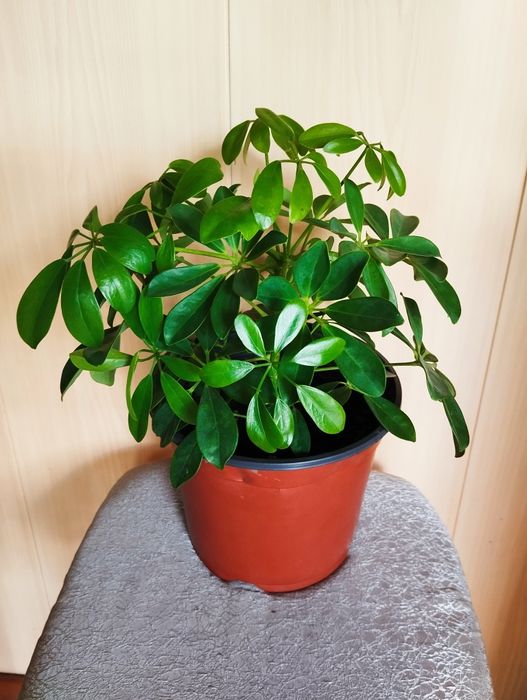 Продам комнатный цветок "Шефлера"