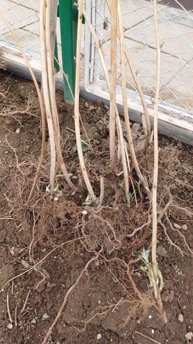 Продаются саженцы малины, ягода крупная и сладкая