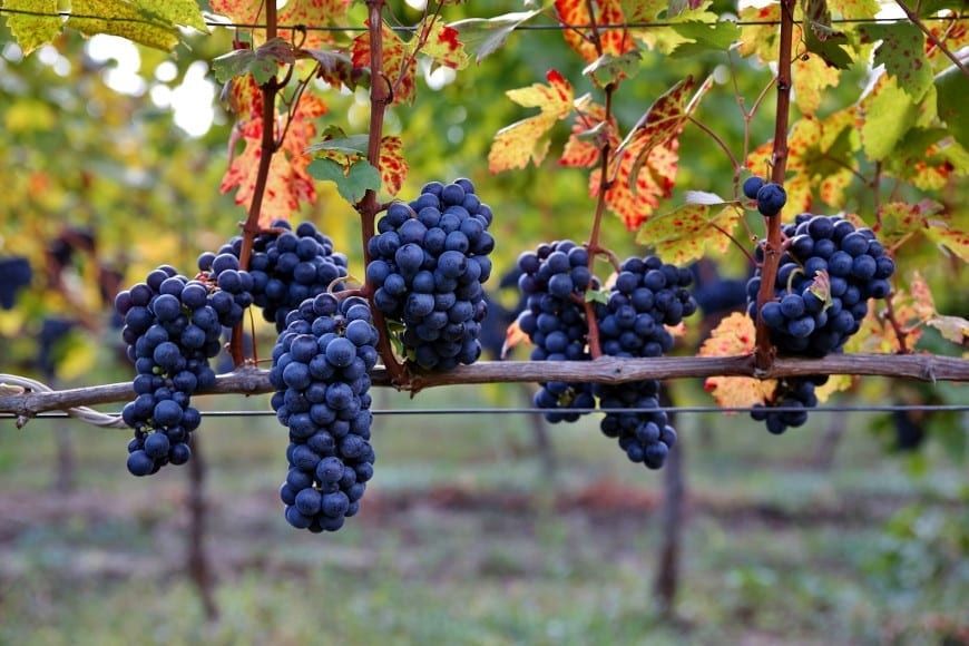 Vita de Vie (Soiuri De Vin )