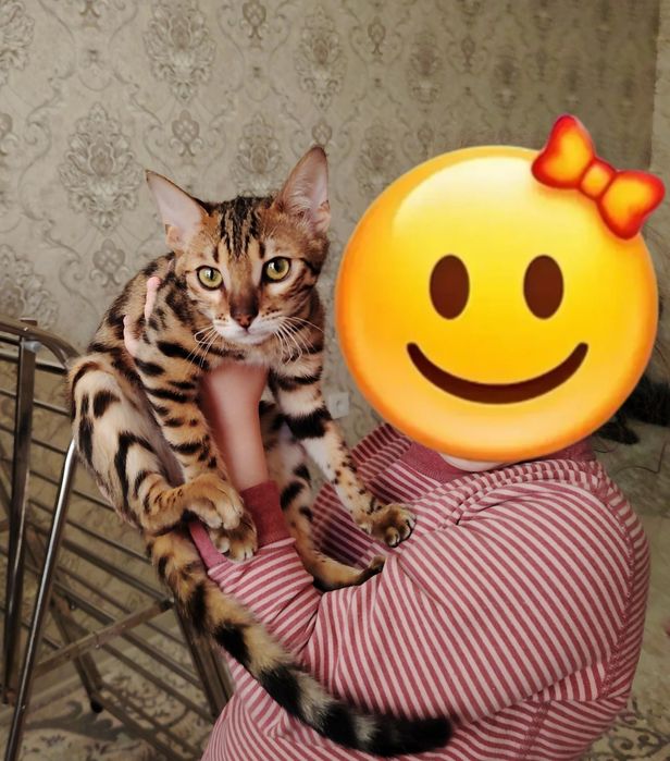 Бенгал девочка 6 месяц