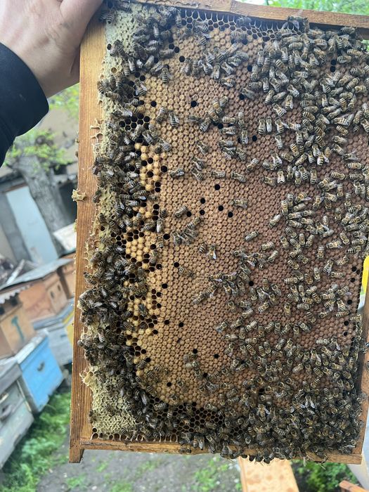 Продам пчел или поставлю на опыление