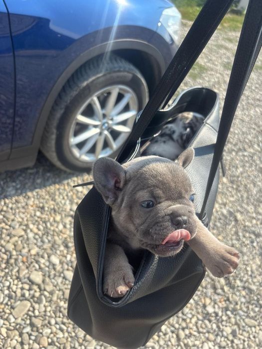 Bulldog Francez Blue-Femela