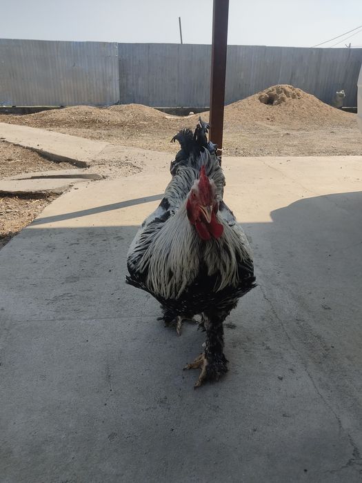 Продается Петух брама