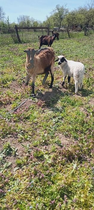 Vând capre tinere  preț  900