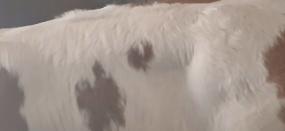 Vitei de lapte și intarcat