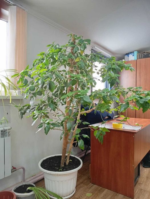 комнатные растения