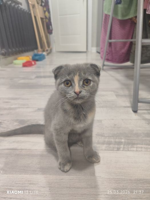 Skotish fold toza paroda