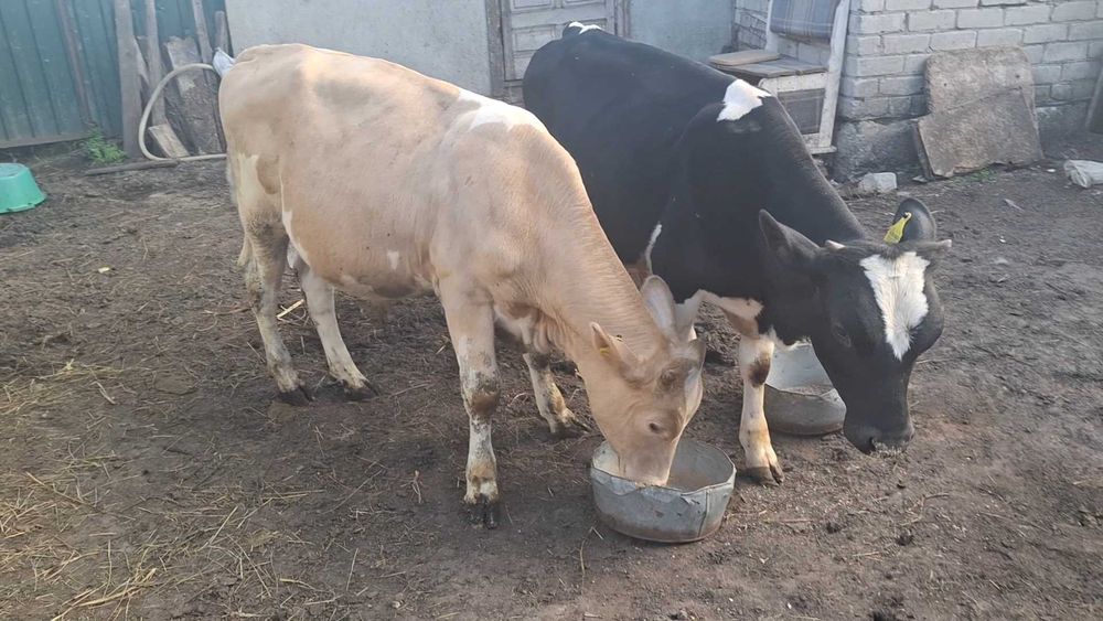 Продам двух бычков