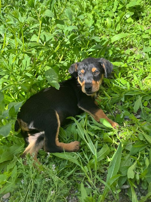 Такса күшігы сатылады