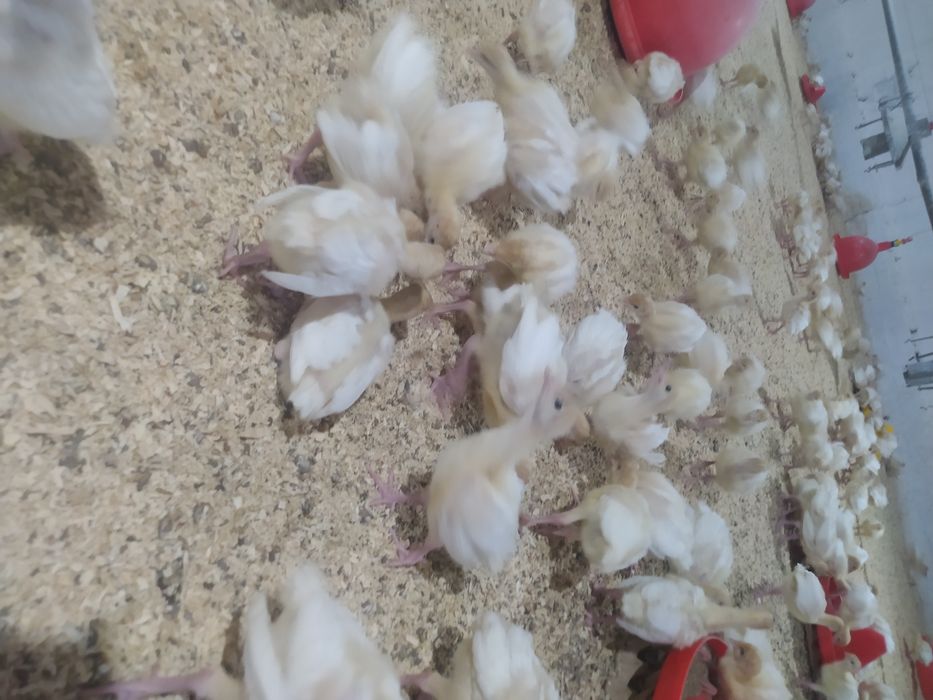 БИГ 6 Жужалари сотилади