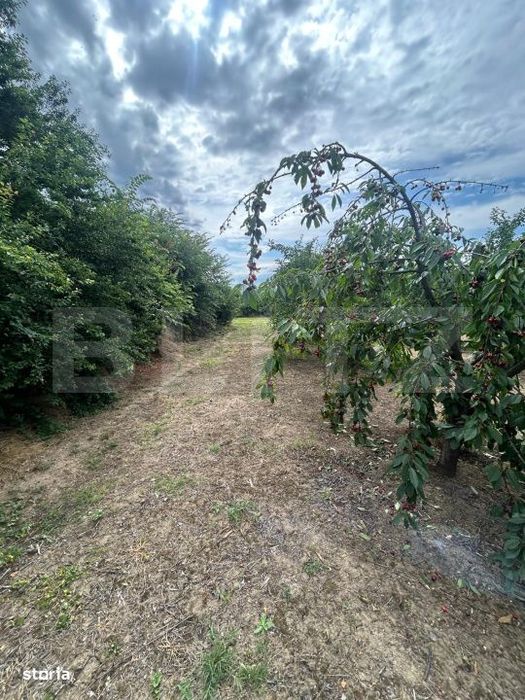 Teren | Crangurile De Jos | 6796 Mp | Intravilan |