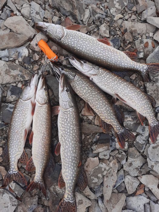 Продам щуку  свежую