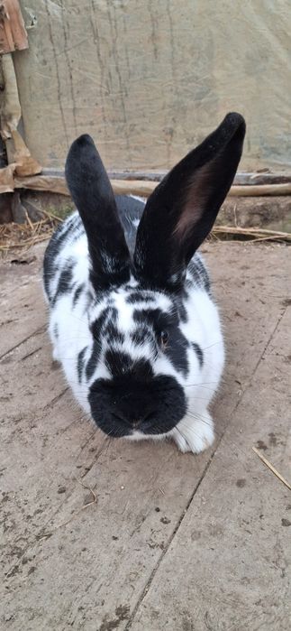 Iepuroaica fluture german