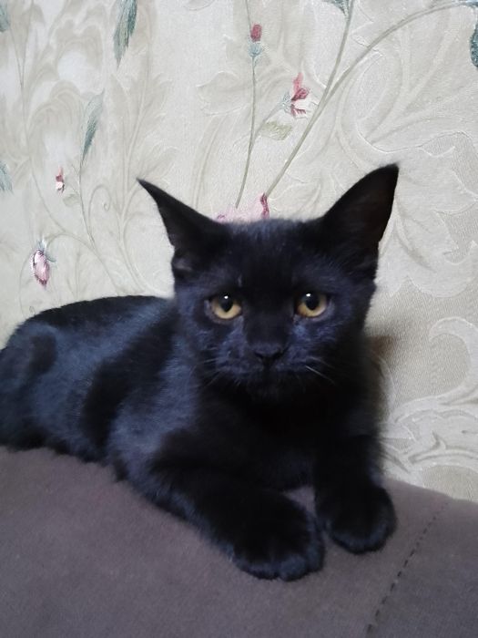 Кошечка домашняя