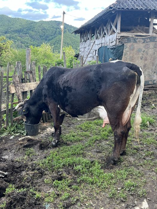 Vacă de vânzare.