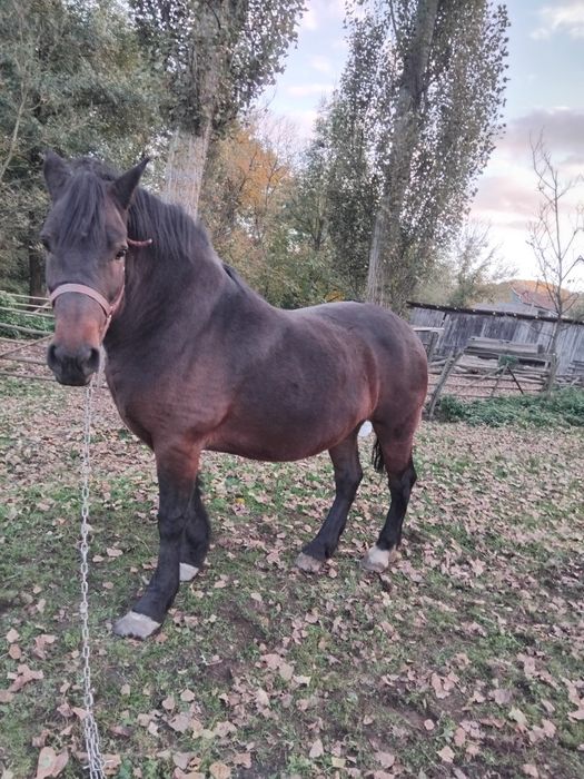 Iapa de vanzare,   nu este bătrână