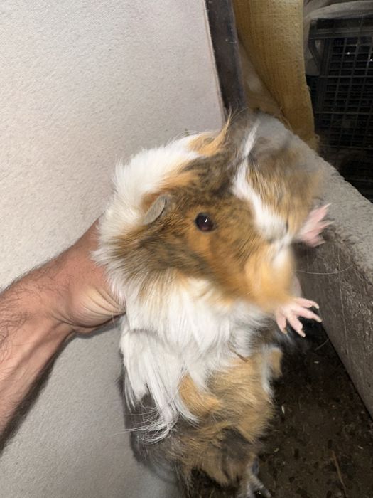 Морски свинчета здрави