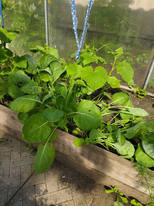 Продам рассаду перец,капуста, помидоры