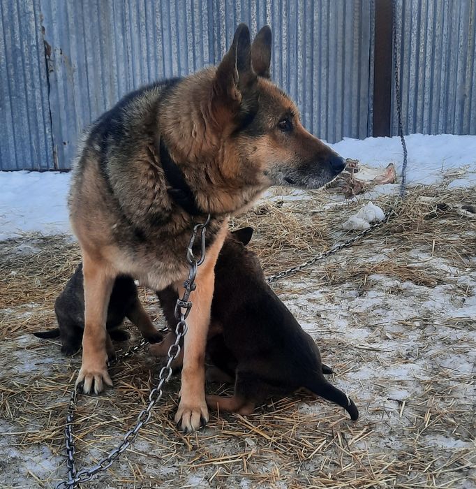 Продам щенка Волкособа!