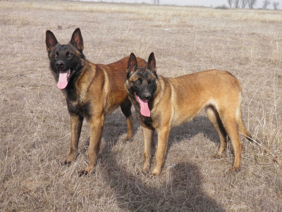 Белгийска овчарка малиноа